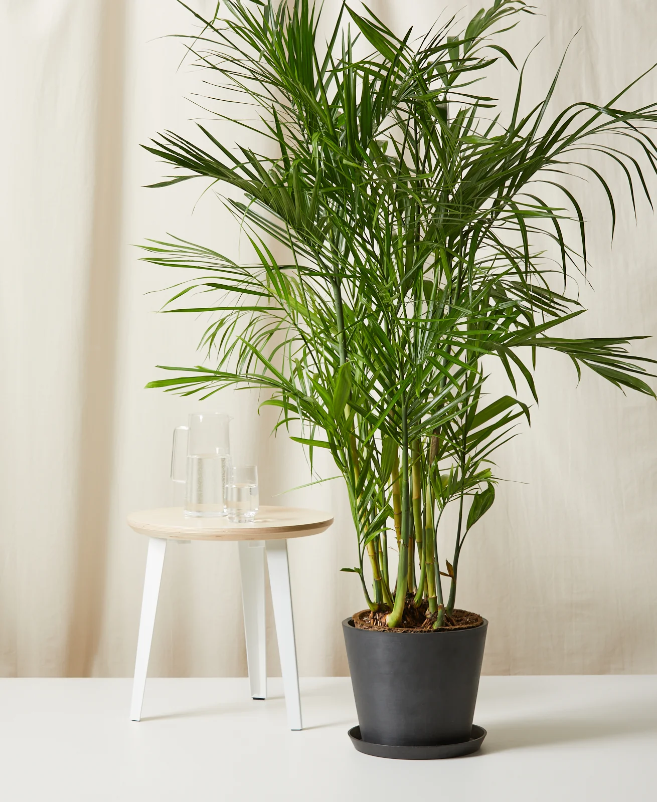 Image of Bamboo Palm