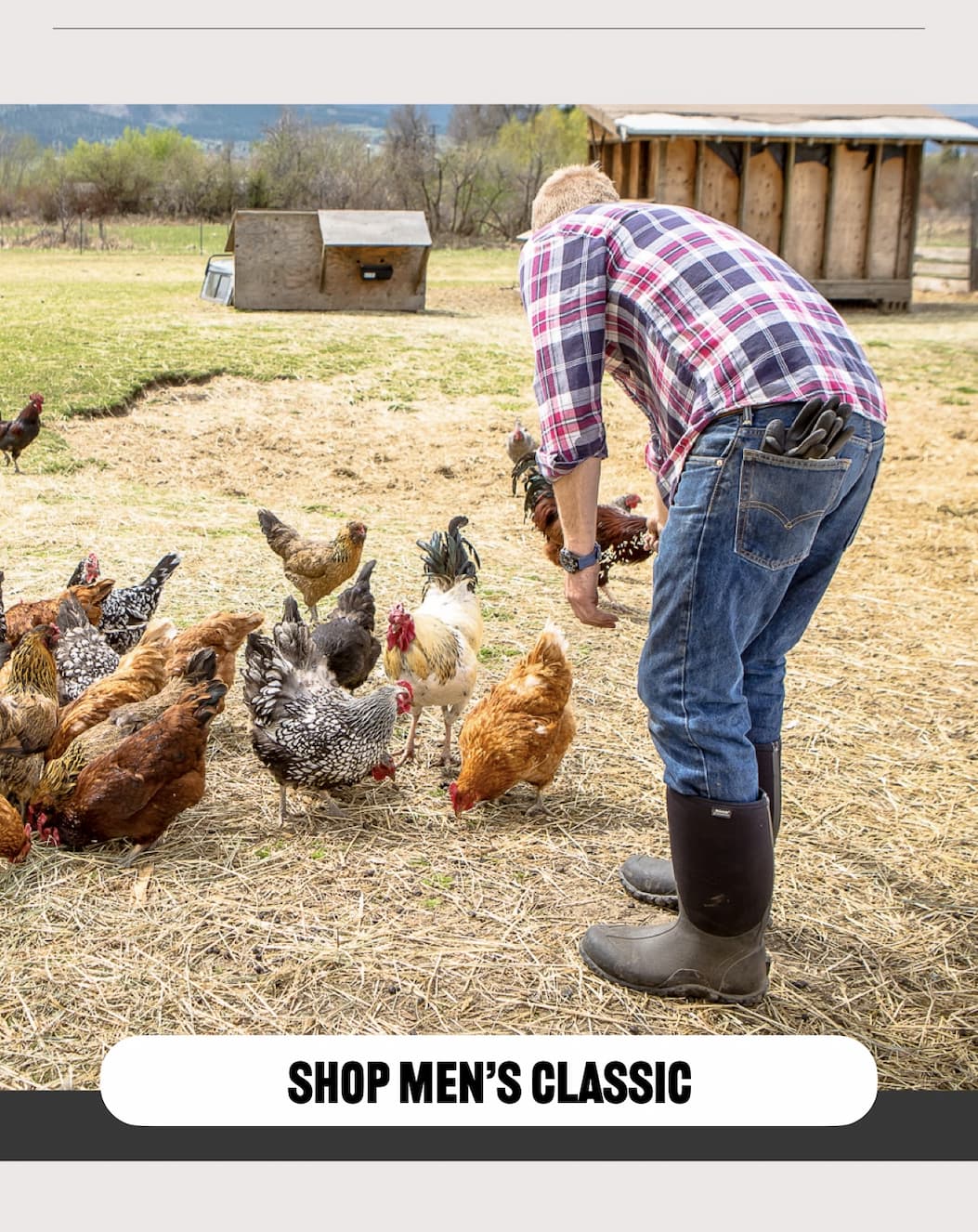 A man feeding his chickens wearing the Men's Classic boots. Shop now.