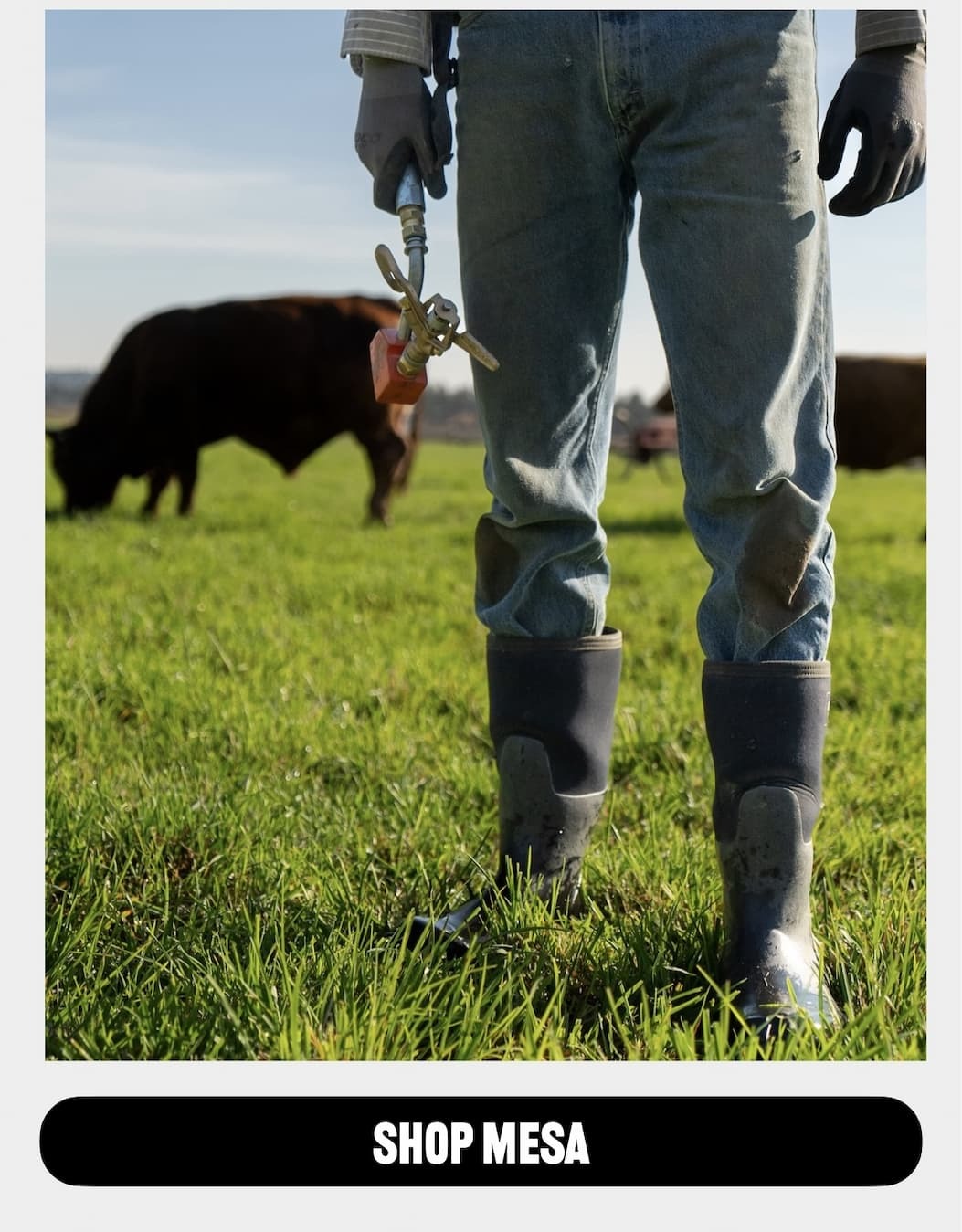 A image of a woman holding a sprinkler with two cows in the background wearing the Mesa boot. Shop this style. 