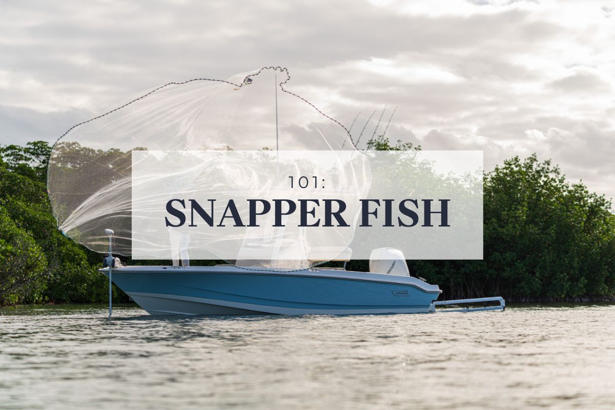 101: Snapper Fish