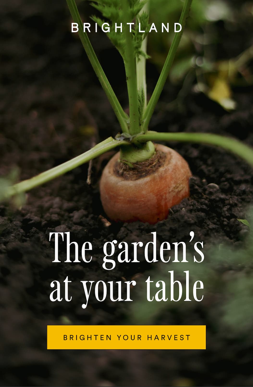 The garden's at your table. Brighten your harvest.