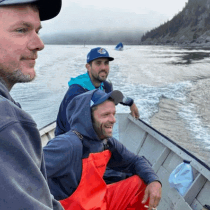 Purple Dulse Harvest