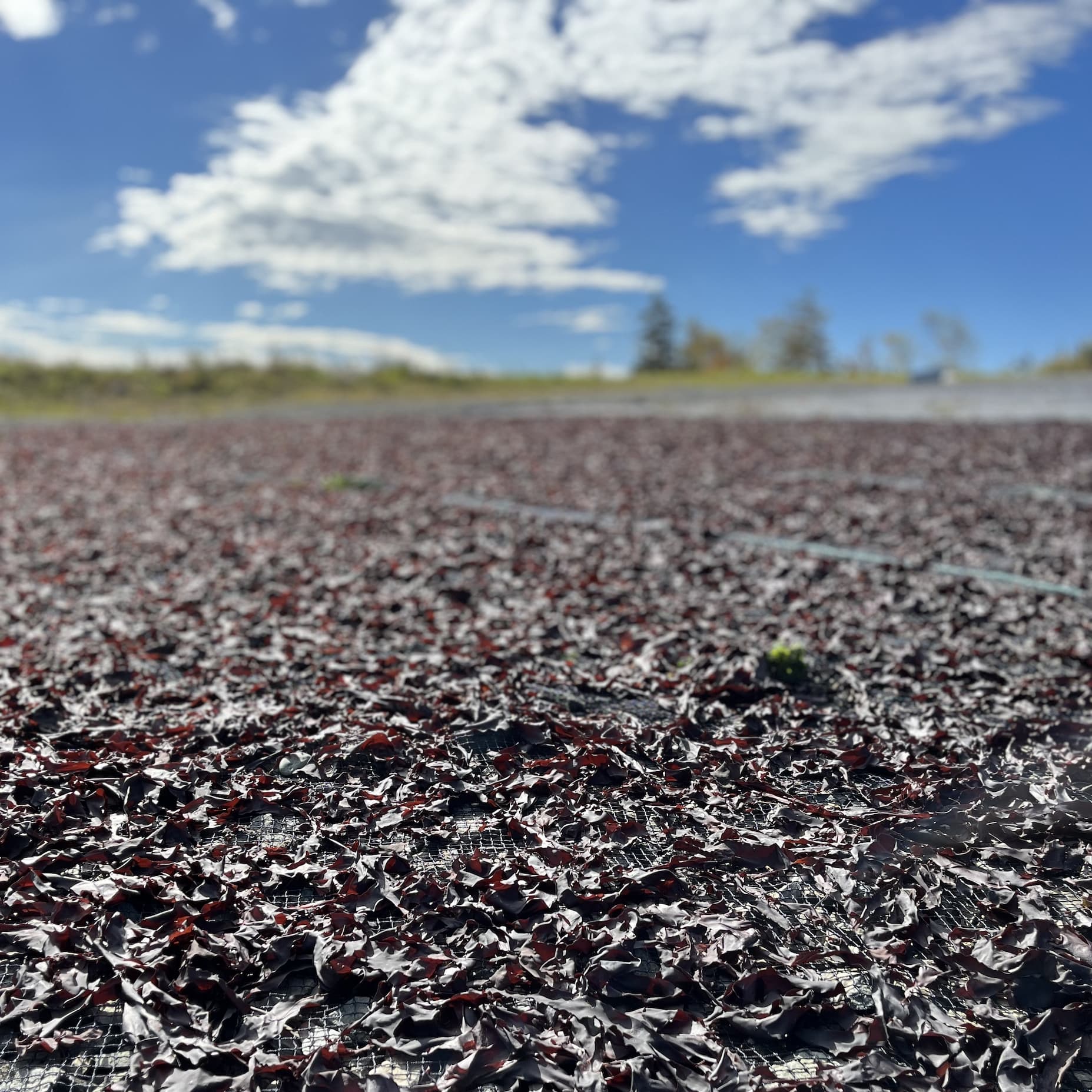 Purple Dulse Sun-Drying