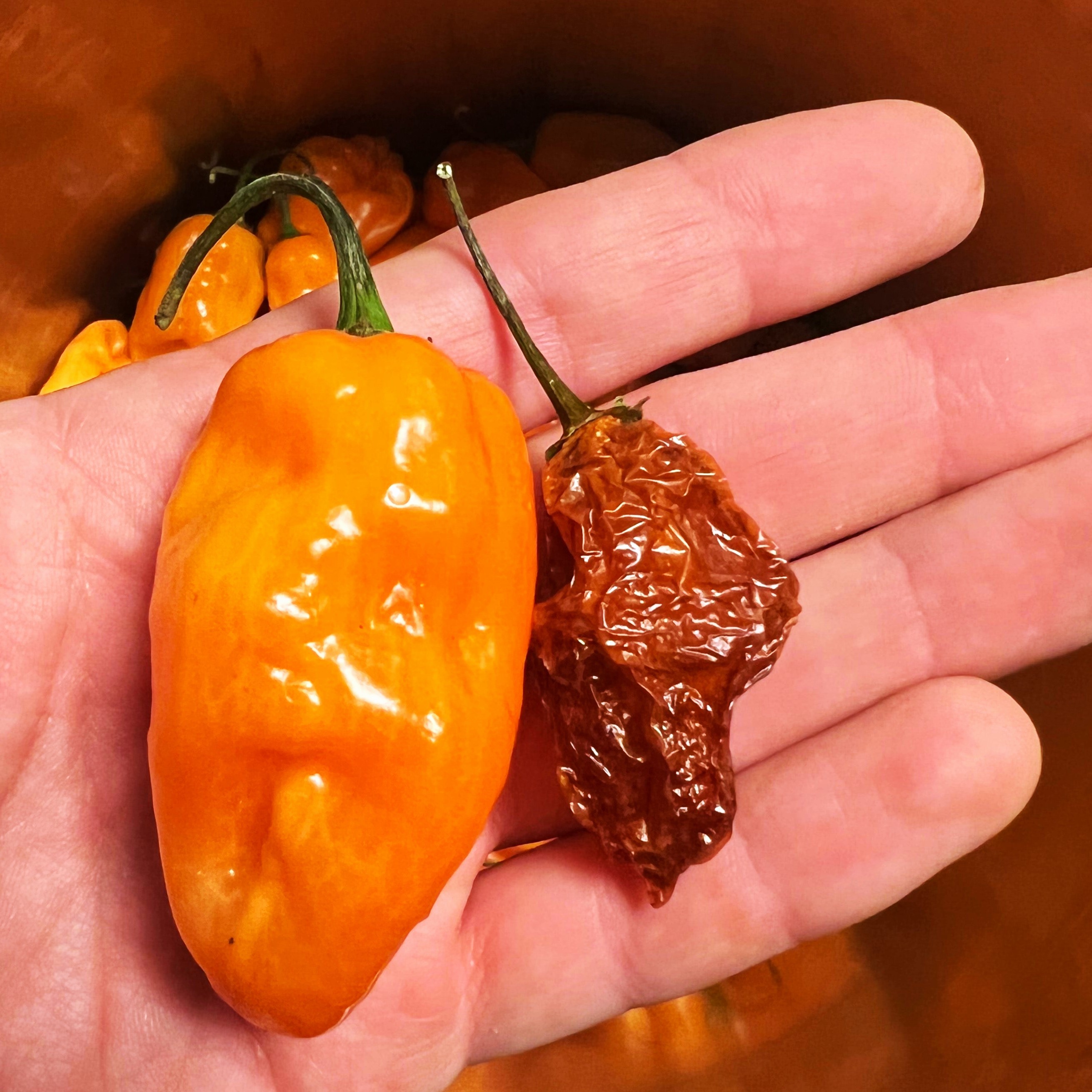 Fresh & Dried Orange Ghost Chilis