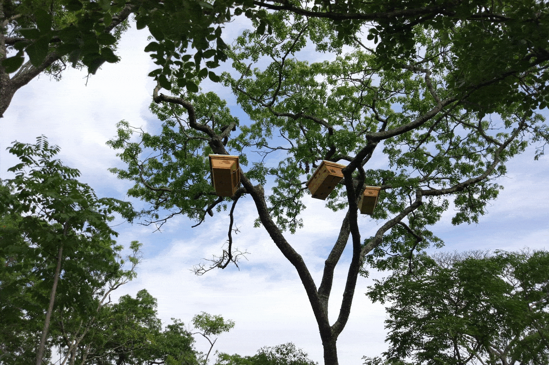 Wild Miombo Woodland Honey Process
