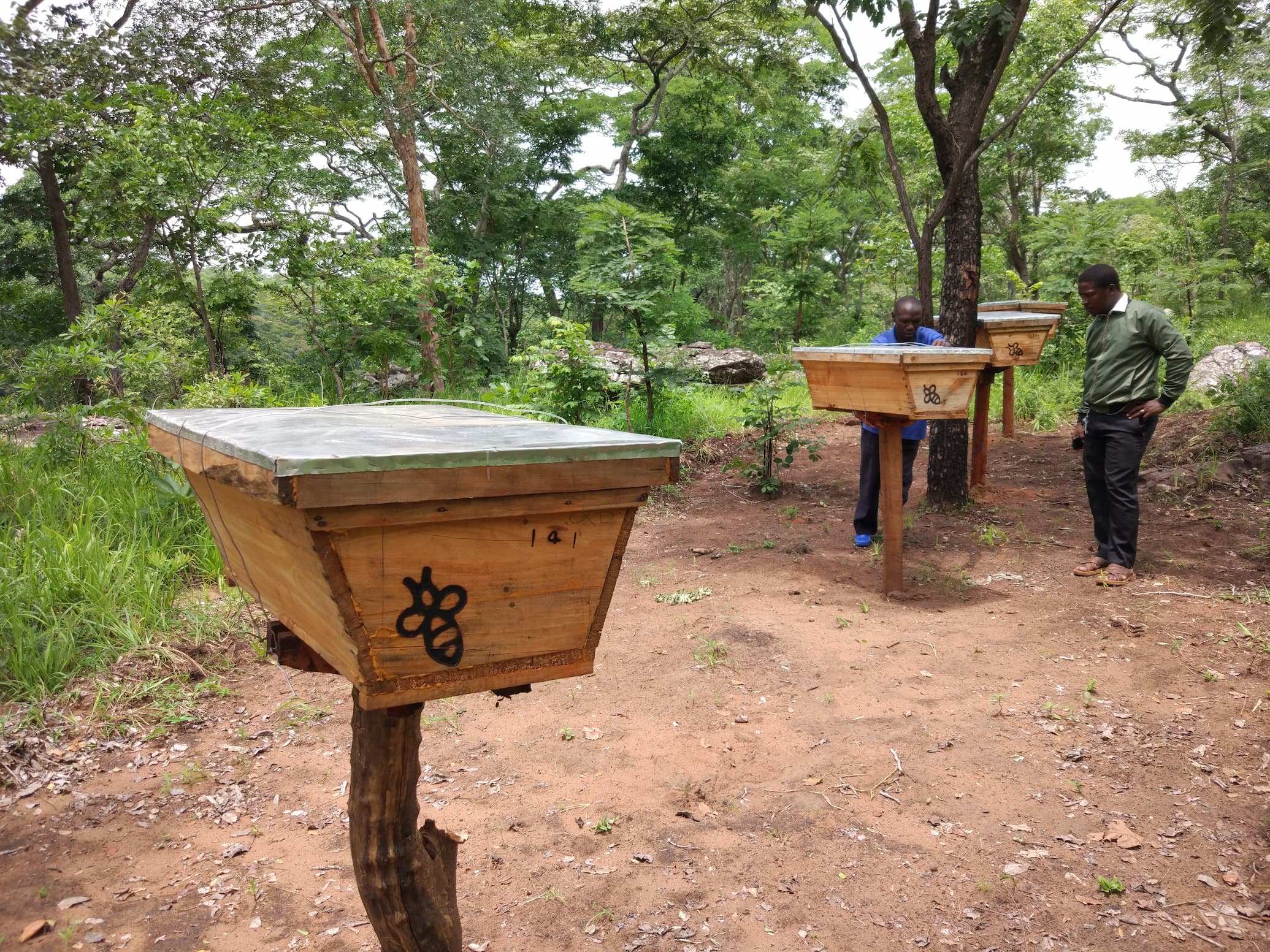 Wild Miombo Woodland Beehives