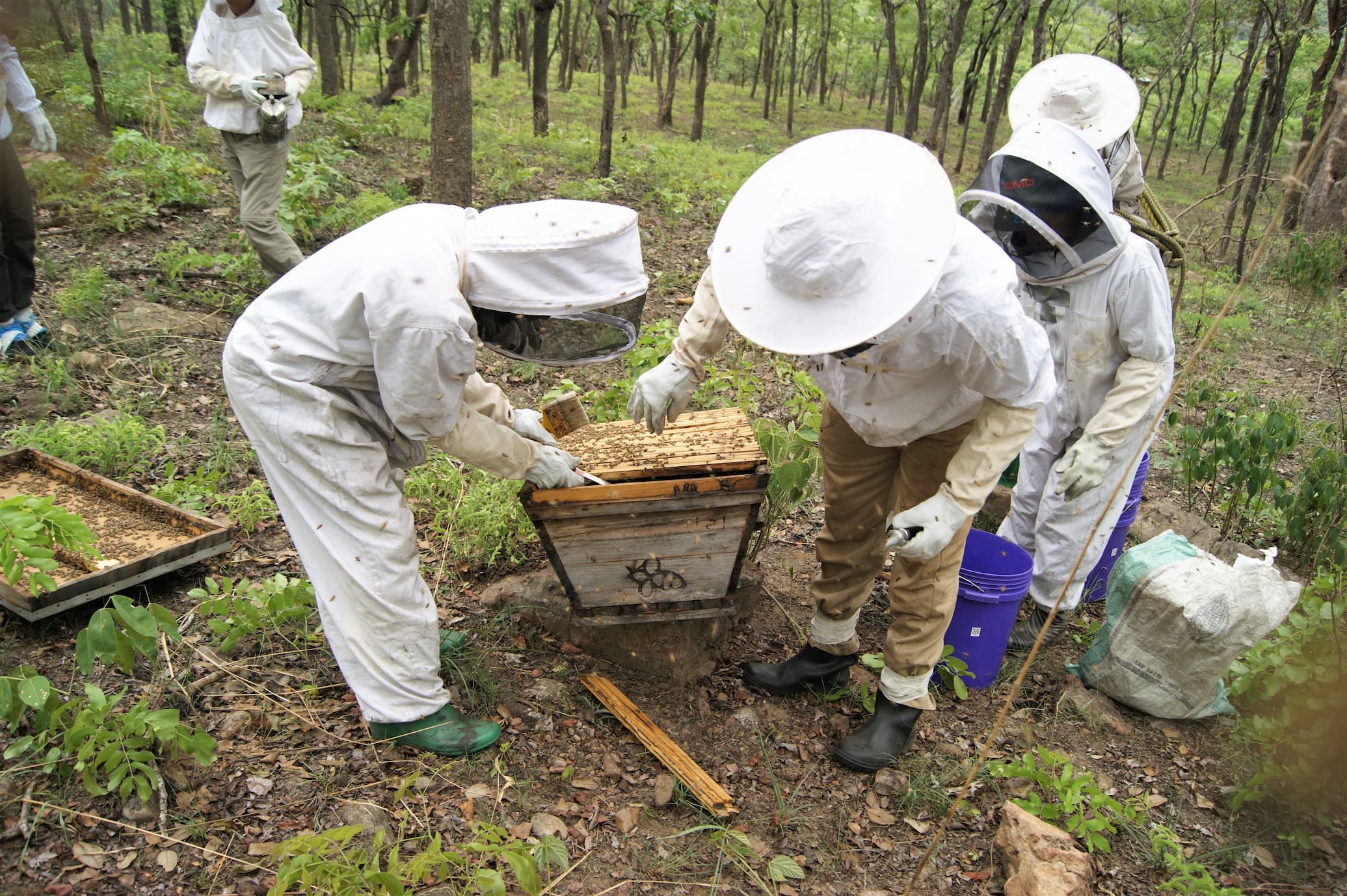 Wild Miombo Woodland Beehives