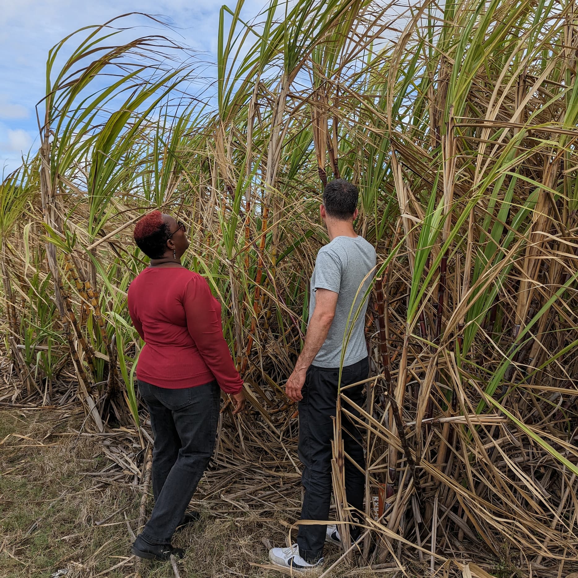 Golden Crystal Sugarcane in Barbados