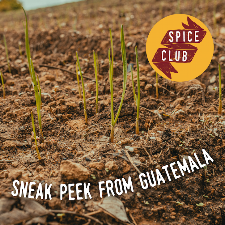 Spice Club Sneak Peek from Guatemala