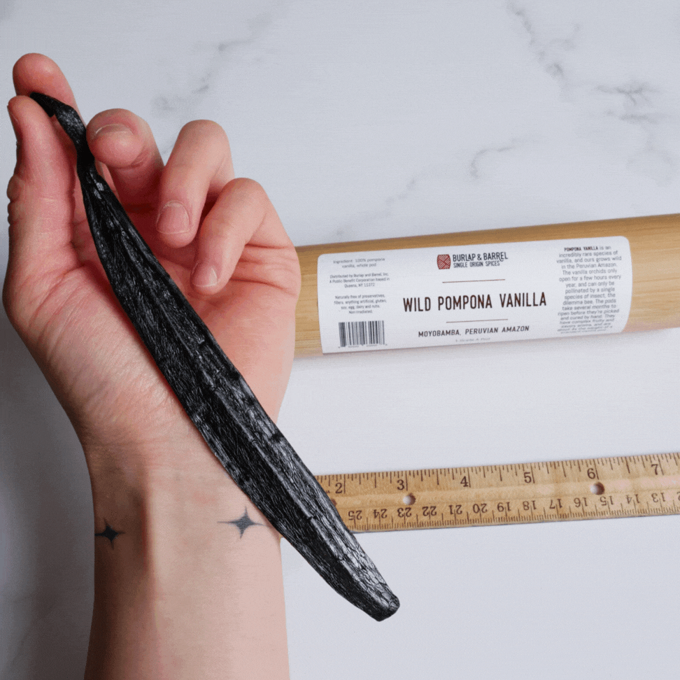 Wild Pompona Vanilla Pod