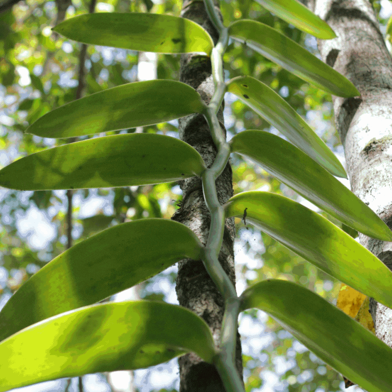 Wild Pompona Vanilla