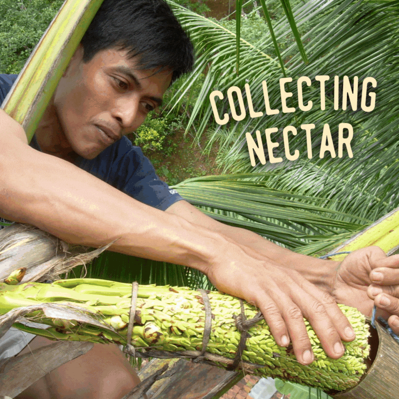 Coconut Sugar Production Process