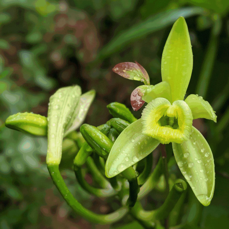 Nyanza Vanilla Plant & Partner Farmer Leon