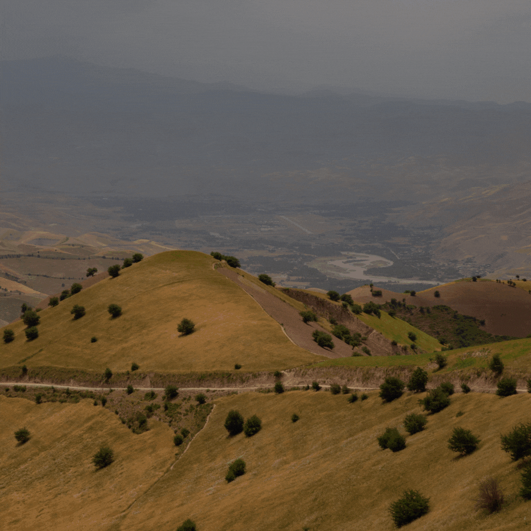 Wild Mountain Cumin from Badakhshan, Afghanistan