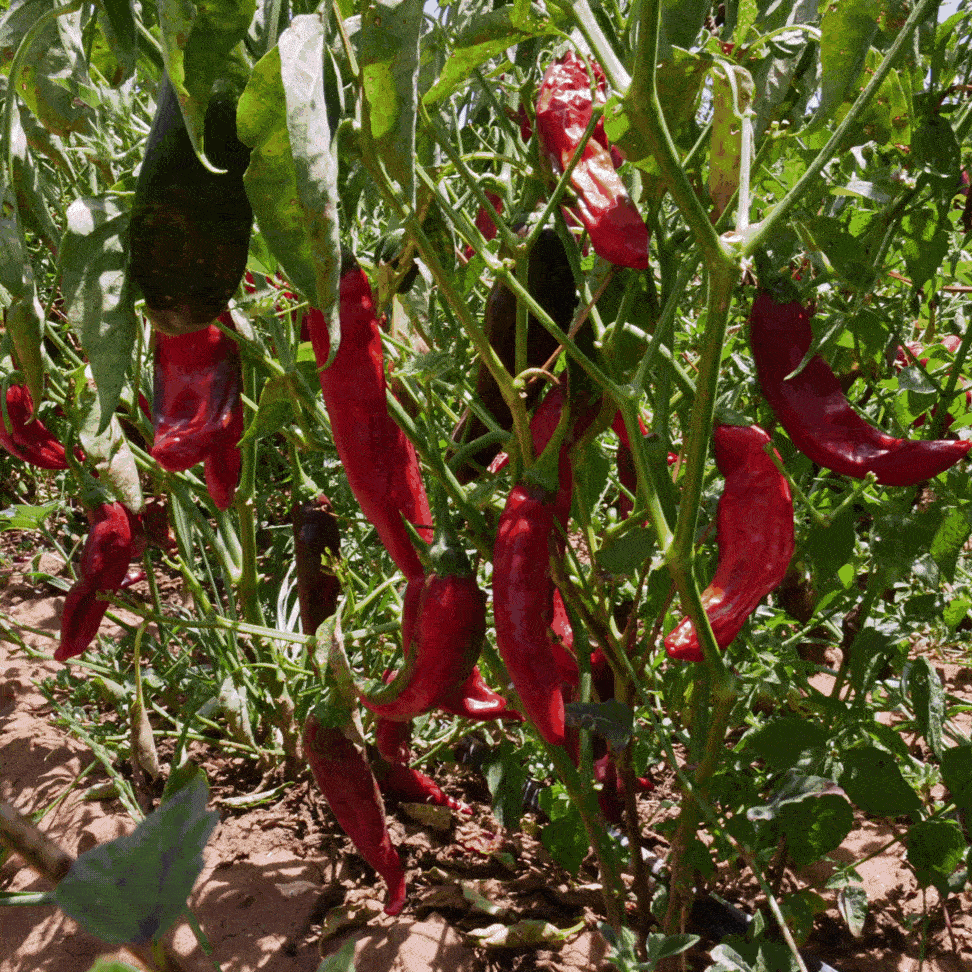 Partner Farmer Don Jesús with Heirloom Mexican Chilis