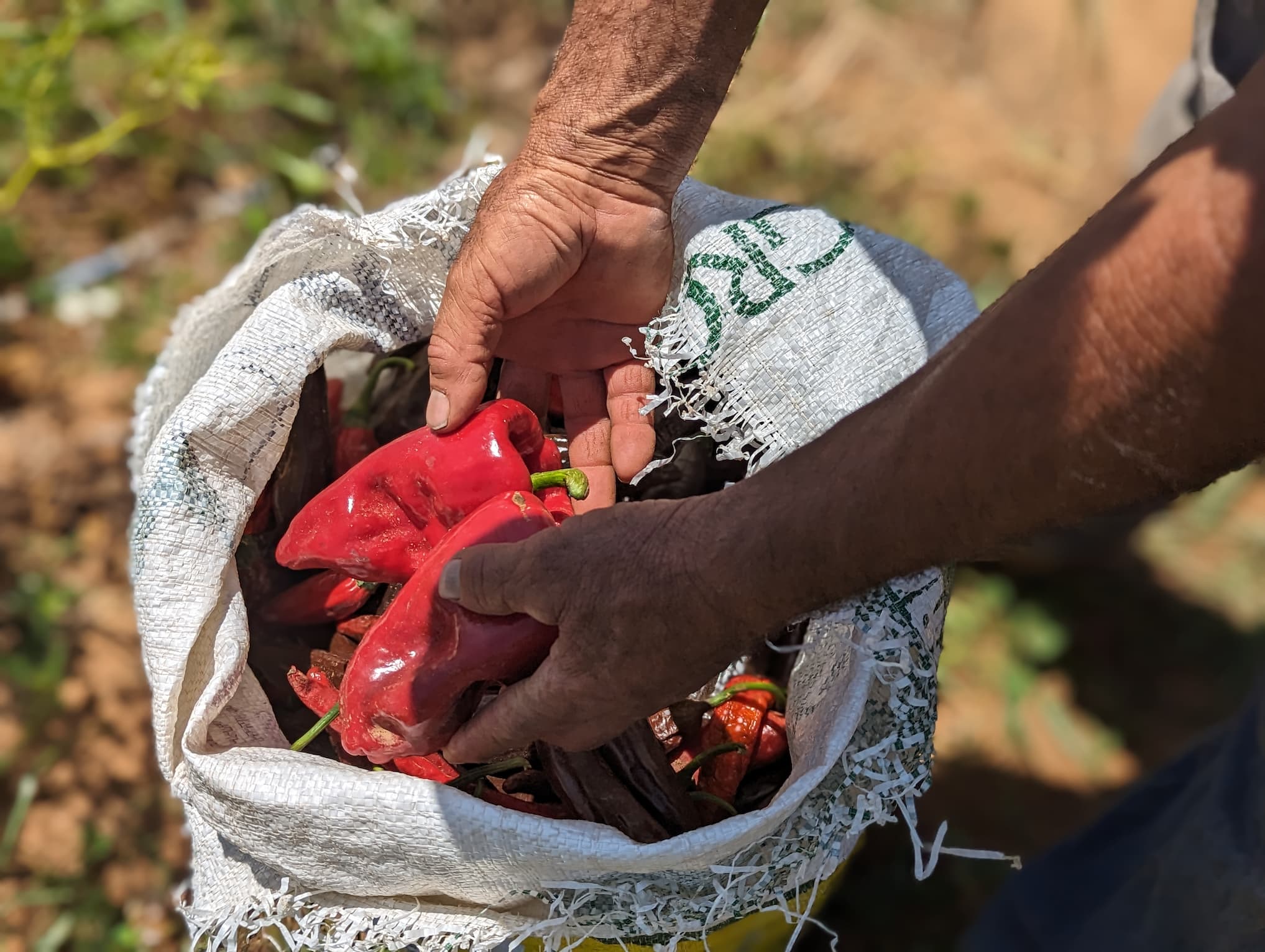Single Origin Heirloom Mexican Chilis