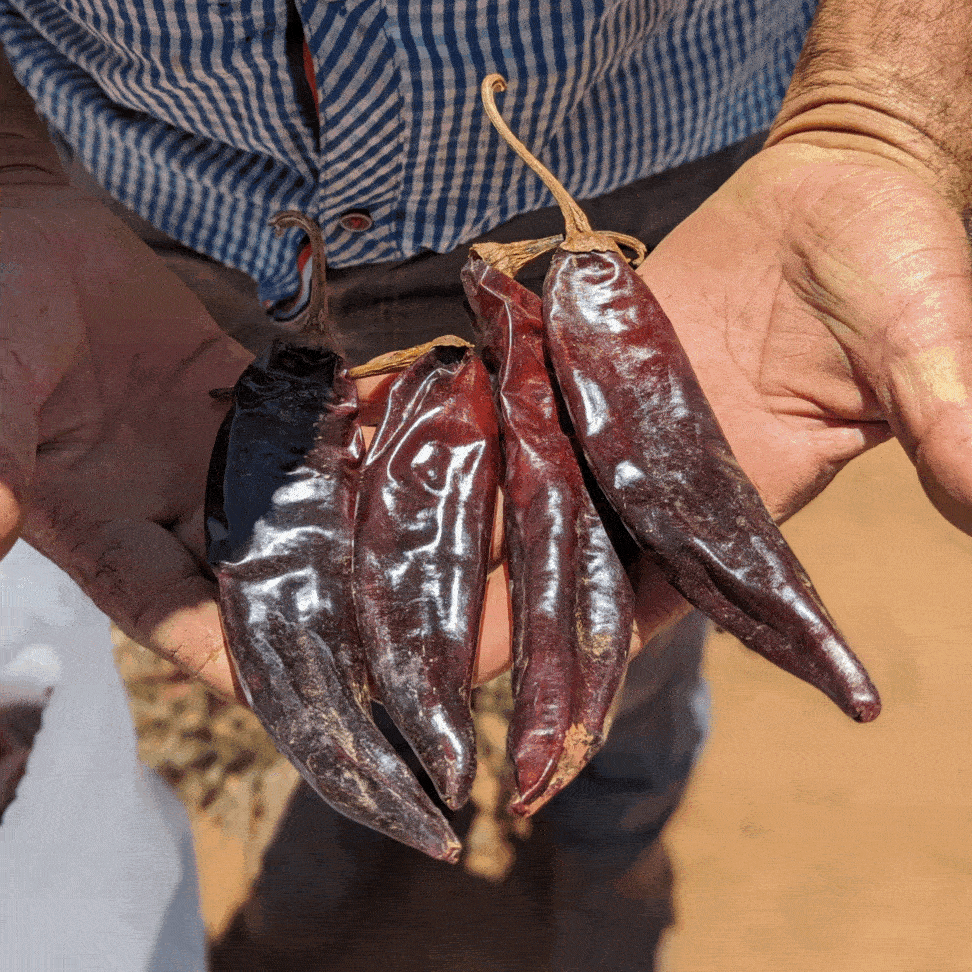 Heirloom Guajillo Chilis