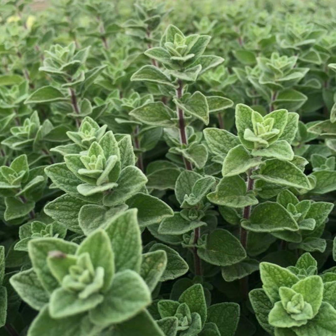 Za'atar Leaf