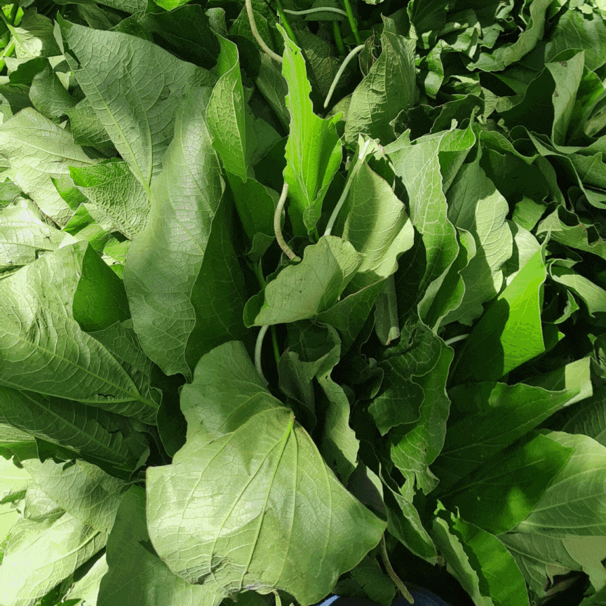 Hoja Santa from Oaxaca and the Früvethy Team