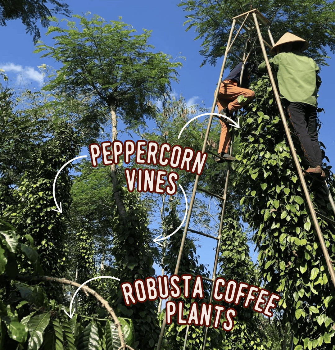 Robusta Coffee Cherries and Plants