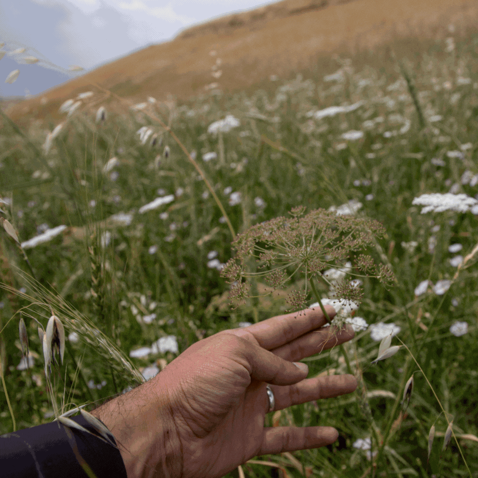 Wild Mountain Cumin from Badakshan, Afghanistan