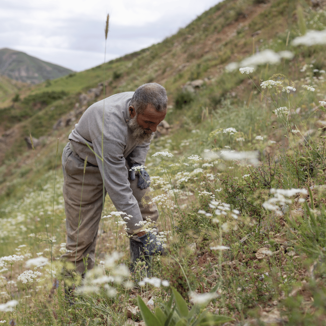 Wild Mountain Cumin Harvest