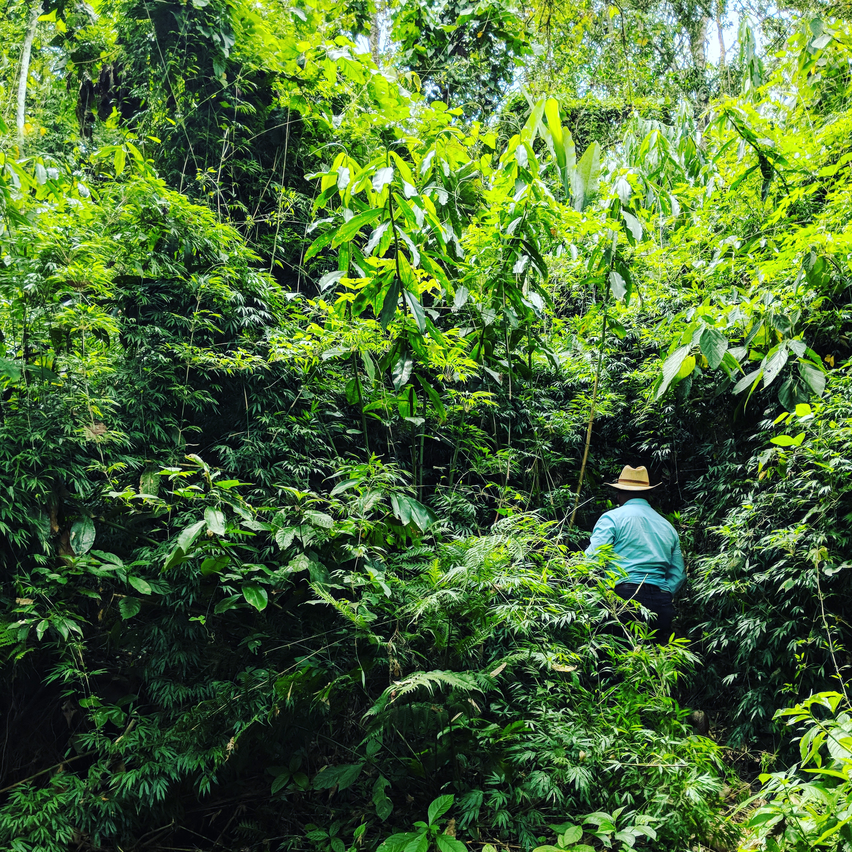 Partner Farmer Don Amilcar in Alta Verapaz, Guatemala