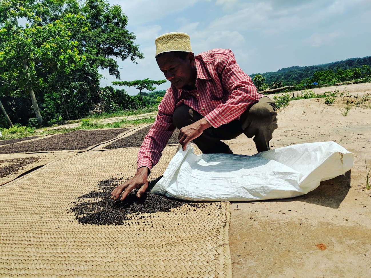 Partner farmer Rejeb Ali laying out Zanzibar Black Peppercorns to dry in the sun.
