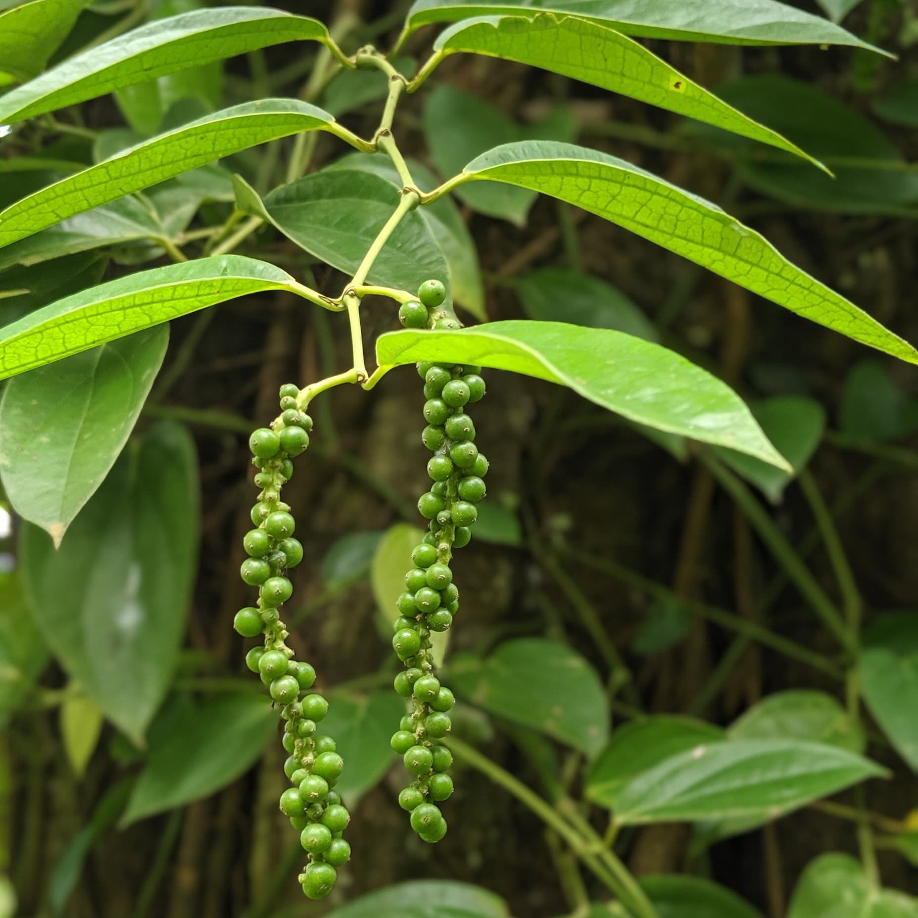 Fresh Zanzibar Peppercorns on the vine