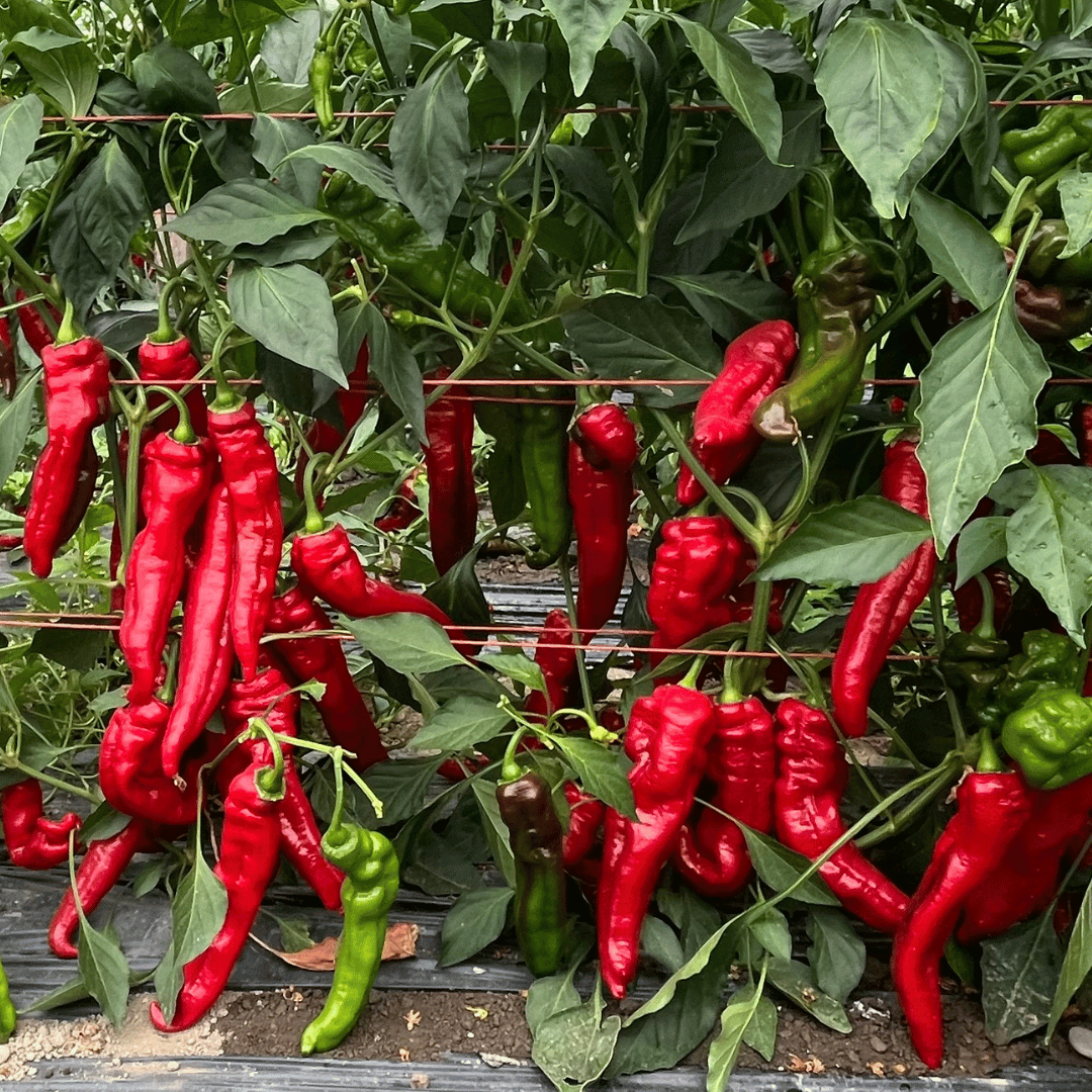 Sweetest Italian Pepper Growing at Norwich Meadows Farm