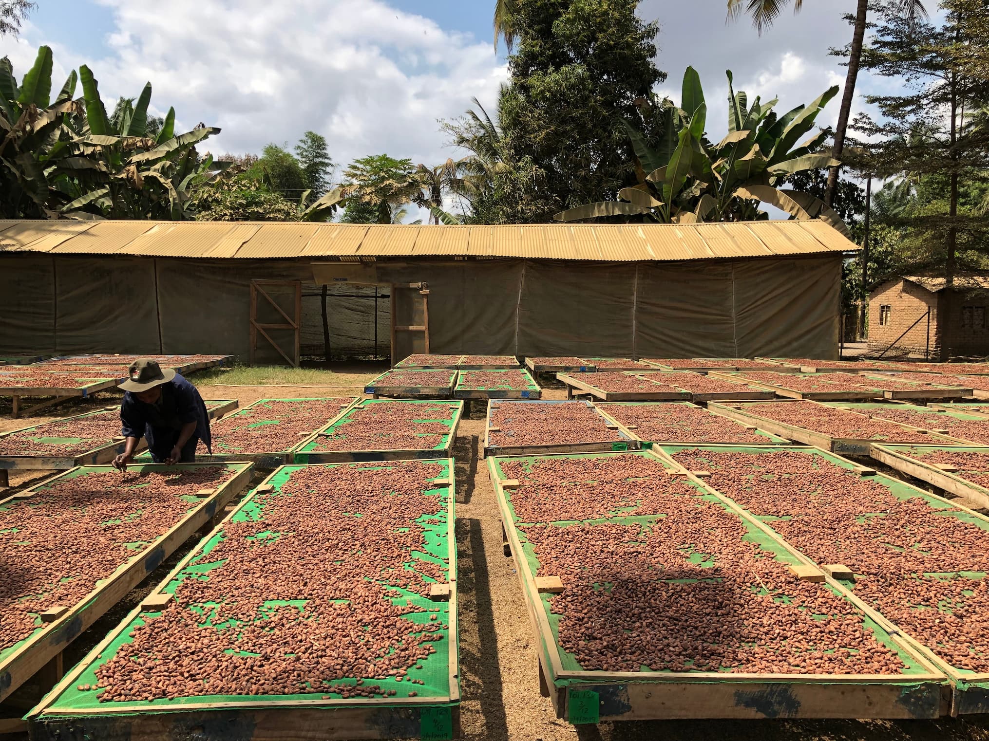 Kokoa Kamili Partner Farmers Sun-Drying Morogoro Cacao Beans