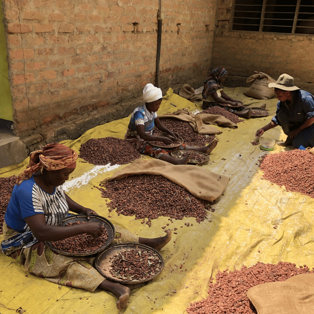 Kokoa Kamili Partner Farmers Sorting Morogoro Cacao Beans