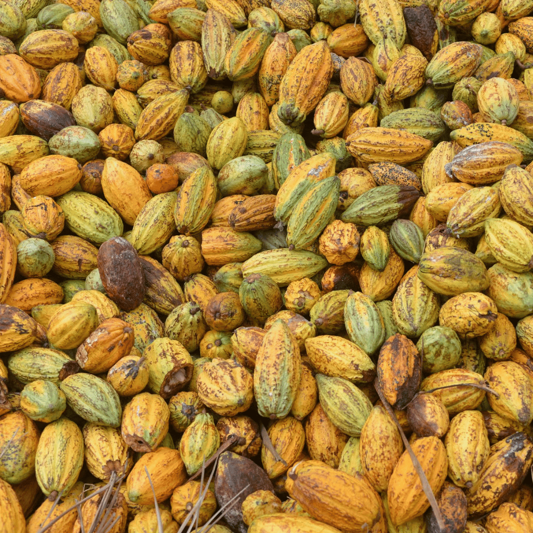 Morogoro Cacao Fruit