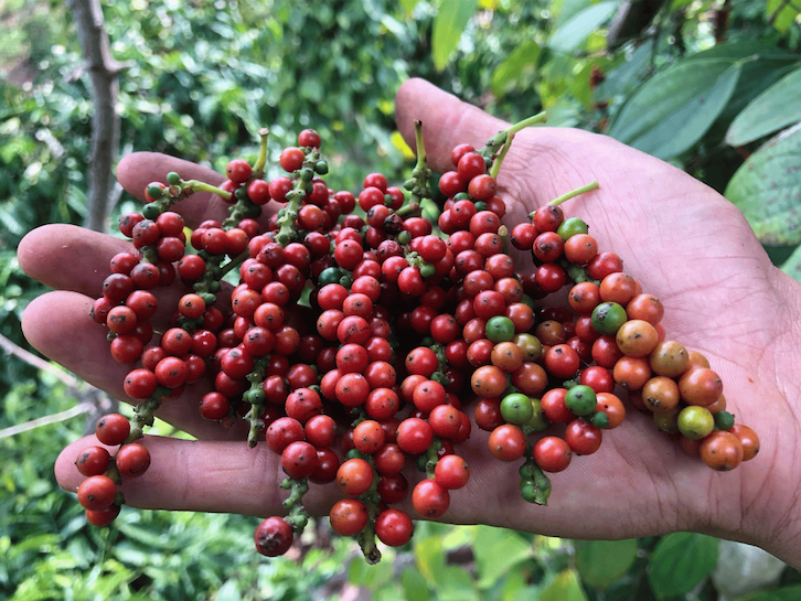 Vine-Ripenedd Vietnamese Purple Peppercorns from Burlap & Barrel