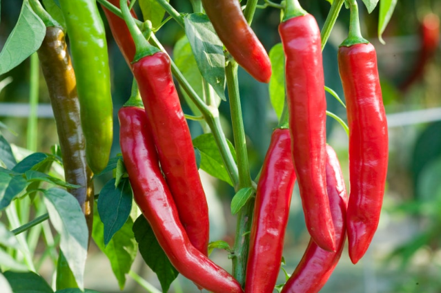 Korean-Grown Gochugaru from Burlap & Barrel
