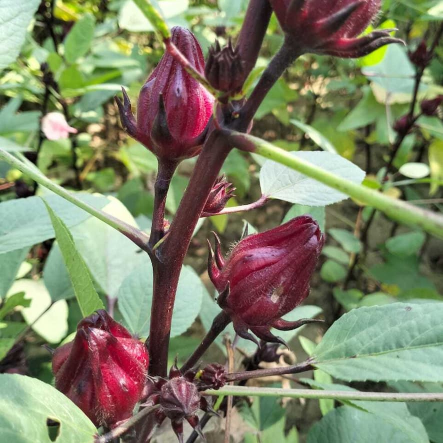 Rainy Season Hibiscus Calyces from Burlap & Barrel