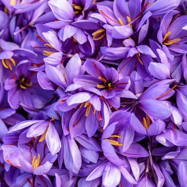 Herati Saffron from Burlap & Barrel