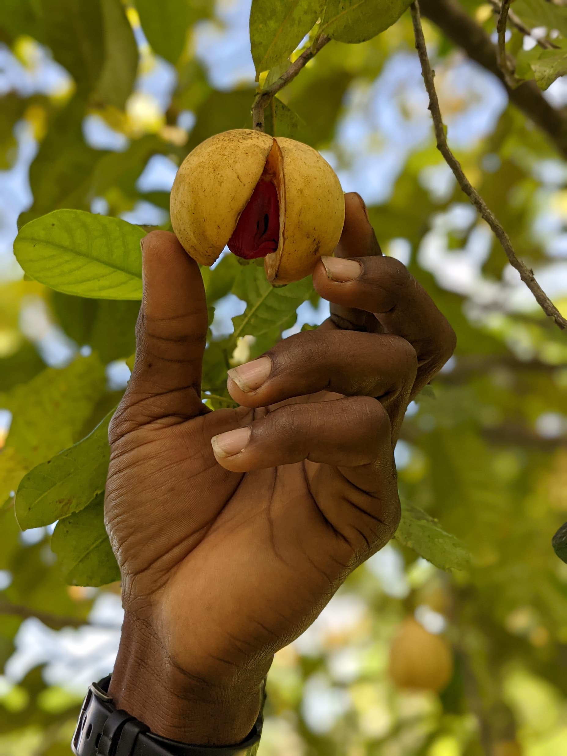 Nutmeg seed and fruit from Burlap & Barrel