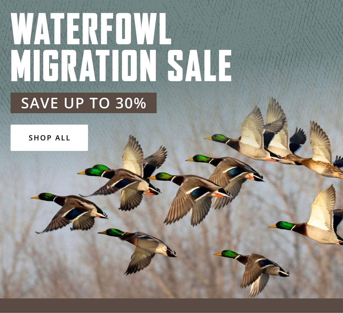 Waterfowl Migration 