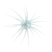 Hideup Coike Fullcast Creature Bait - Tamaranbai Blue - 13g