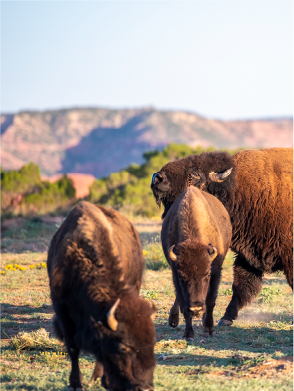 The Ultimate Texas Road Trip Guide