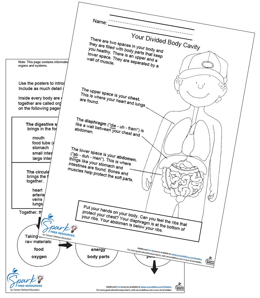 Image of Our Body Systems Free Printable