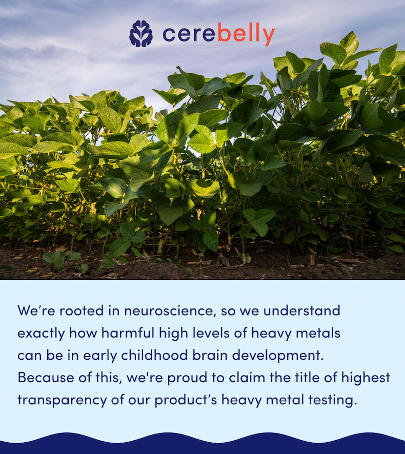 Cerebelly
