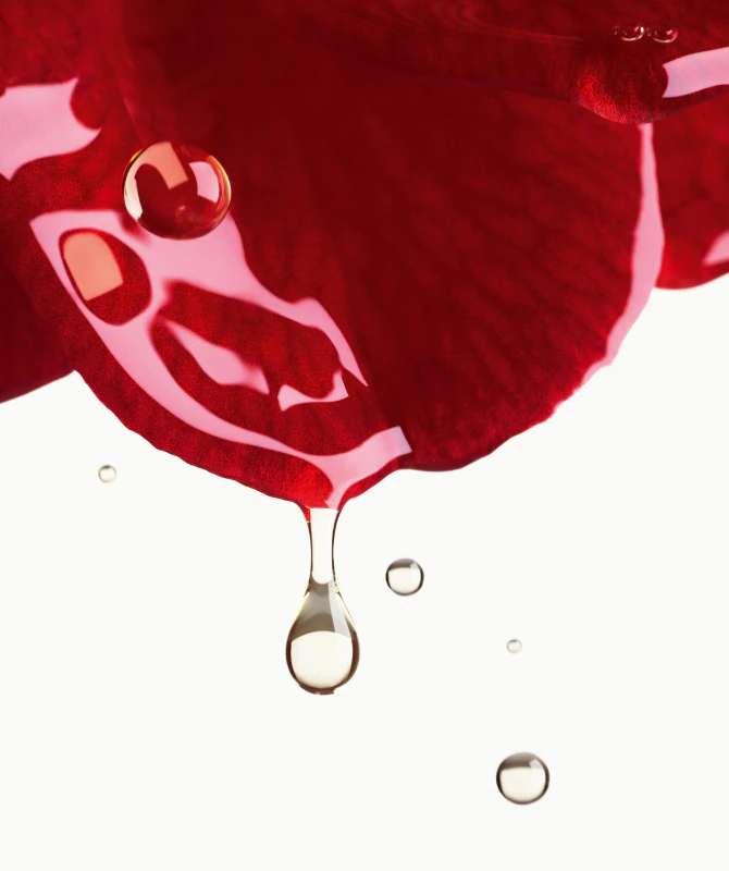 THE RED CAMELLIA: A SOURCE OF YOUTHFUL-LOOKING SKIN