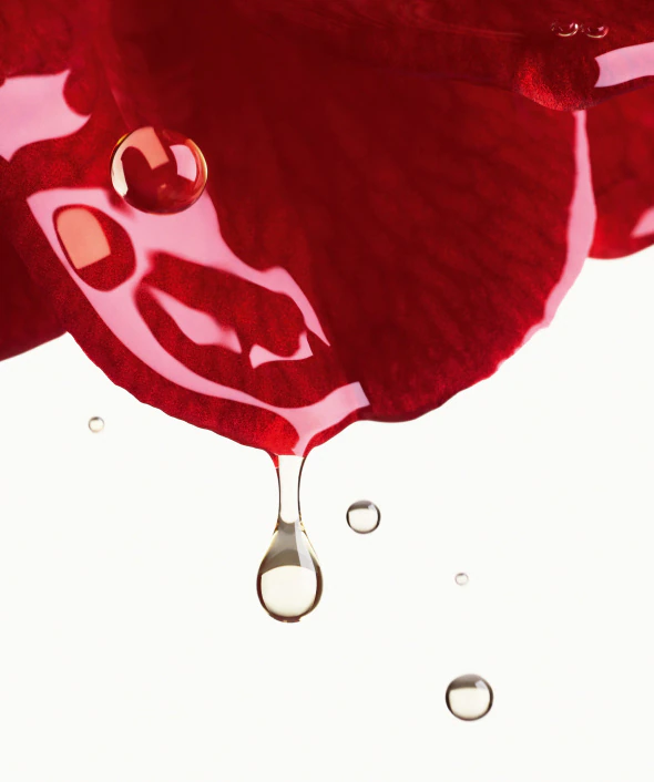 THE RED CAMELLIA: A SOURCE OF YOUTHFUL-LOOKING SKIN