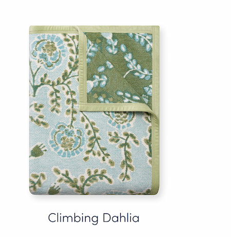 Shop Climbing Dahlia