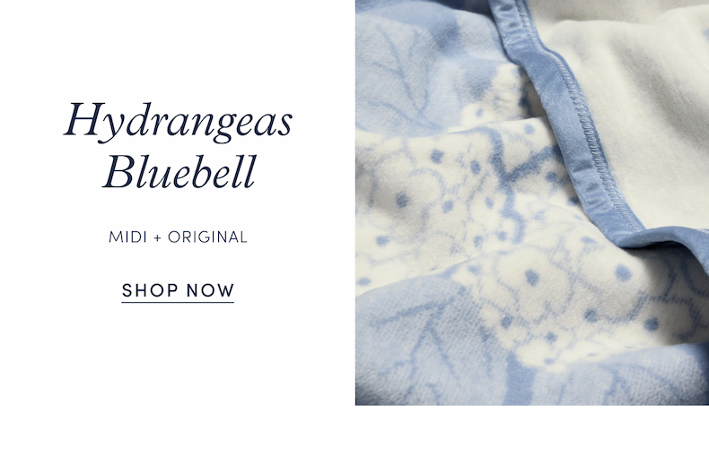 Shop Hydrangeas Bluebell