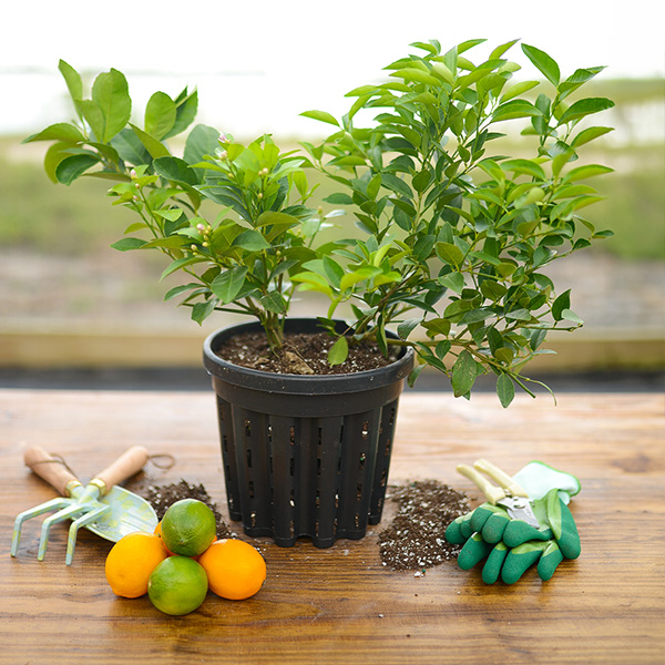 Image of Cocktail Tree - Meyer Lemon / Key Lime
