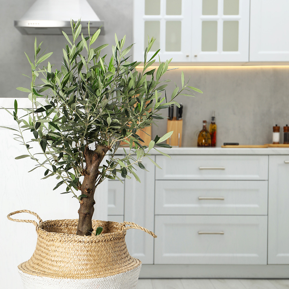 Image of Arbequina Olive Tree