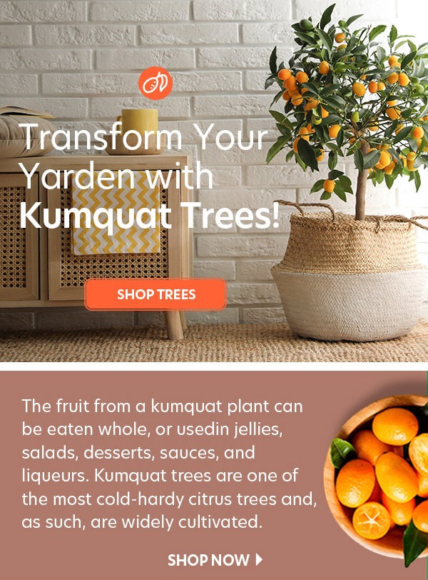 Kumquat Trees